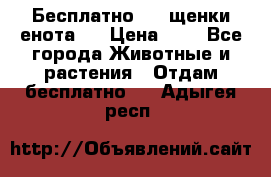 Бесплатно !!! щенки енота!! › Цена ­ 1 - Все города Животные и растения » Отдам бесплатно   . Адыгея респ.